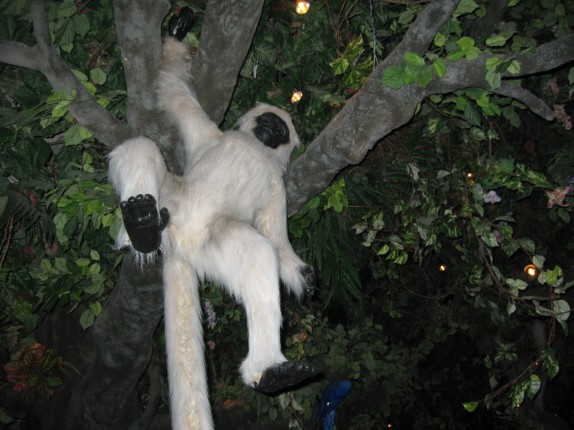 Monkey swinging from tree